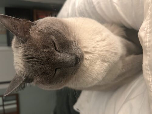 Anna's cat curled up on a blanket